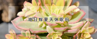 艳日辉夏天休眠吗,第1图