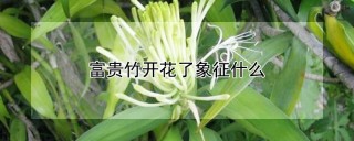 富贵竹开花了象征什么,第1图