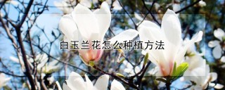 白玉兰花怎么种植方法,第1图