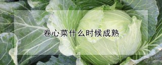 卷心菜什么时候成熟,第1图