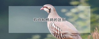 石鸡和鹧鸪的区别,第1图