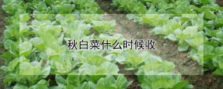 秋白菜什么时候收,第1图