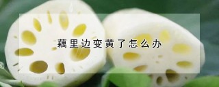 藕里边变黄了怎么办,第1图