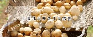 土豆几月开花几月结果,第1图