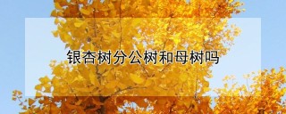 银杏树分公树和母树吗,第1图