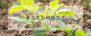 黄豆怎么种植方法,第1图