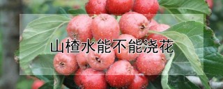 山楂水能不能浇花,第1图