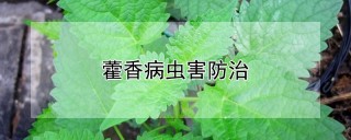 藿香病虫害防治,第1图