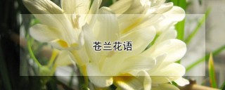 苍兰花语,第1图