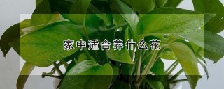 家中适合养什么花,第1图