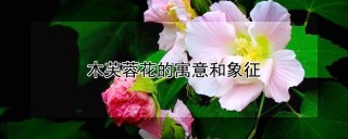 木芙蓉花的寓意和象征,第1图