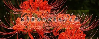 彼岸花为什么是死亡之花,第1图