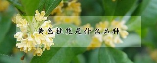 黄色桂花是什么品种,第1图