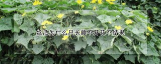 丝瓜为什么只长藤不开花不结果,第1图