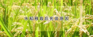 水稻移栽后死苗原因,第1图