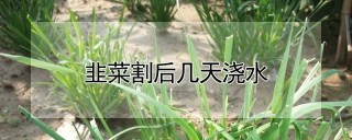 韭菜割后几天浇水,第1图