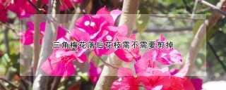 三角梅花落后花枝需不需要剪掉,第1图