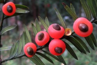 红豆杉几月份开花结果，春花秋熟（在春季开花秋季结果）,第3图