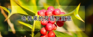 冬青果的花语及寓意,第1图