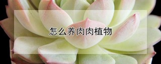 怎么养肉肉植物,第1图