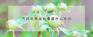 芍药花骨朵枯萎是什么原因,第1图