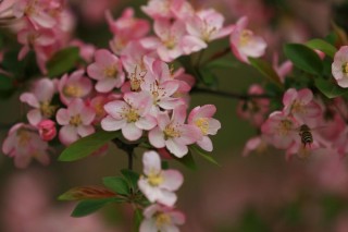 海棠花怎么养,第2图