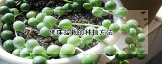 佛珠盆栽的种植方法,第1图