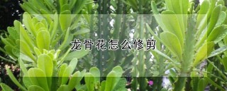 龙骨花怎么修剪,第1图