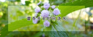 藿香多长时间浇水,第1图