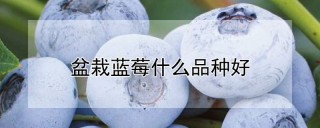 盆栽蓝莓什么品种好,第1图