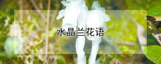 水晶兰花语,第1图