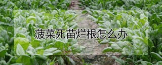 菠菜死苗烂根怎么办,第1图