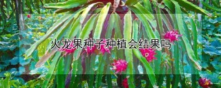 火龙果种子种植会结果吗,第1图