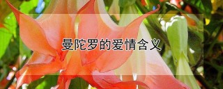 曼陀罗的爱情含义,第1图