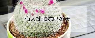 仙人球怕冻吗冬天,第1图