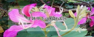 羊蹄甲下山桩好活吗,第1图