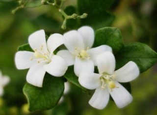 九里香什么时候开花，九里香一年开几次花(七月盛开),第4图