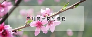 三月份开花的植物,第1图