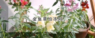 金鱼草怕冻吗,第1图