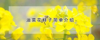 油菜花样子简单介绍,第1图