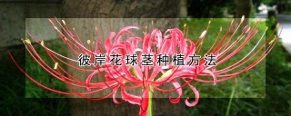 彼岸花球茎种植方法,第1图