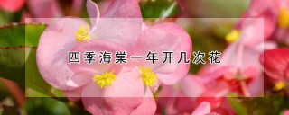 四季海棠一年开几次花,第1图