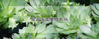 观音莲需要修剪吗,第1图