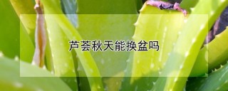 芦荟秋天能换盆吗,第1图