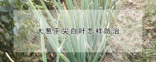 大葱干尖白叶怎样防治,第1图