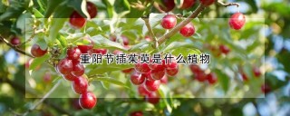 重阳节插茱萸是什么植物,第1图