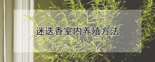 迷迭香室内养殖方法,第1图