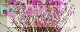 干枝杜鹃的水培方法,第1图