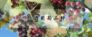 红酒葡萄品种,第1图