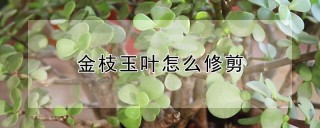 金枝玉叶怎么修剪,第1图